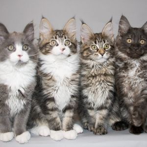 Urocze Kocięta Maine Coon
