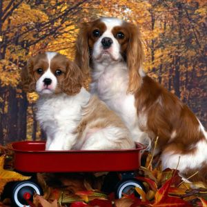 Urocze Cavalier King Charles Spaniele