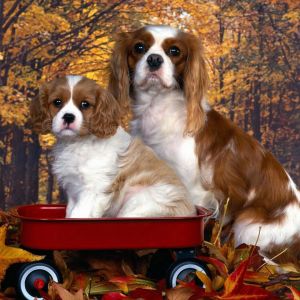 Urocze Cavalier King Charles Spaniele