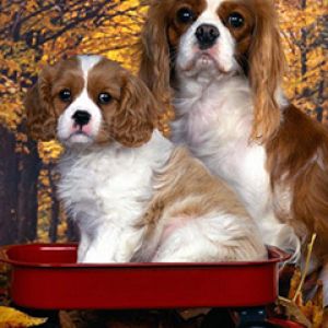 Urocze Cavalier King Charles Spaniele