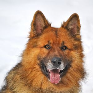 Portret puszystego psa