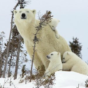Rodzina Niedźwiedzi Polarnych
