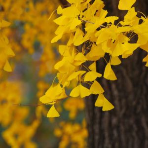 Jaskrawe Żółte Liście Ginkgo