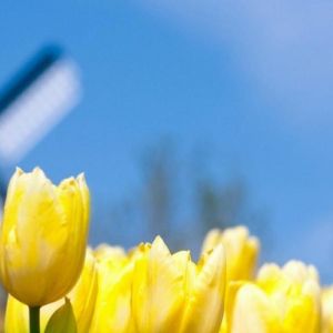 Jasne Żółte Tulipany w Rozkwicie