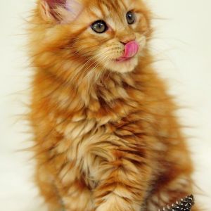 Uroczy Kociak Maine Coon