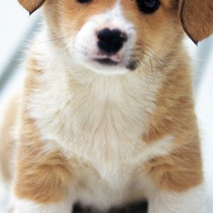 Uroczy Szczeniak Corgi