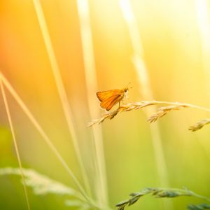 Motyl na Trawie