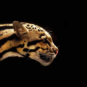 Majestatyczny Profil Jaguara
