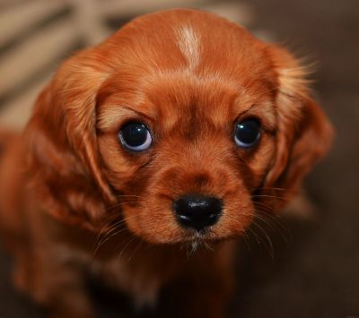 Szczeniak Cavalier King Charles Spaniel - wallpaper preview