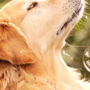 Golden Retriever z Bańkami