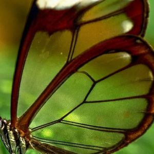 Motyl ze Szklanymi Skrzydłami