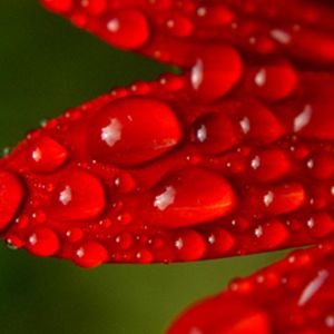 Czerwone Płatki Kwiatów z Kropelkami Rosy