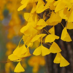 Złote Liście Ginkgo
