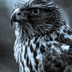 Majestatyczny Portret Jastrzębia