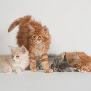 Urocze Koty Maine Coon