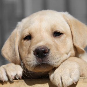 Uroczy Szczeniak Labrador