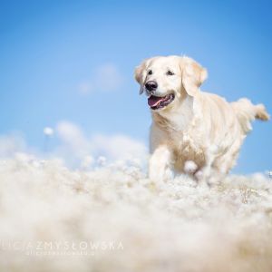 Szczęśliwy Golden Retriever w Naturze