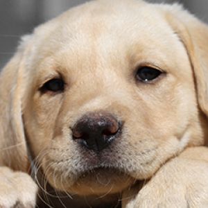 Uroczy Szczeniak Labrador