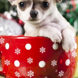 Uroczy Chihuahua w Świątecznym Kubku