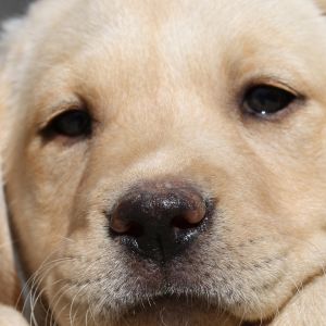 Uroczy Szczeniak Labradora