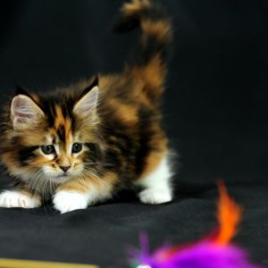 Uroczy Kociak Maine Coon