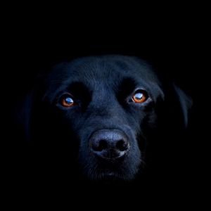 Portret Czarnego Psa